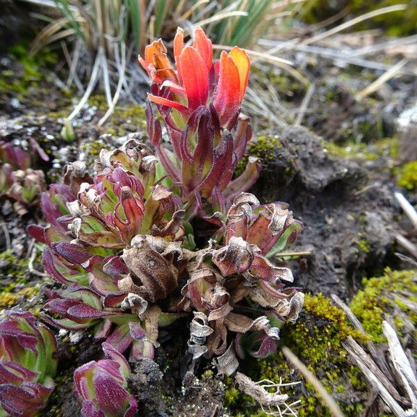 Castilleja parviflora Хабит