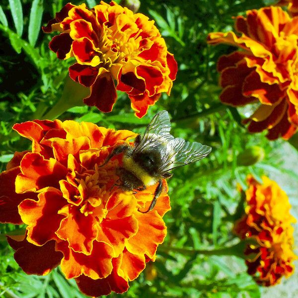 Tagetes erecta Çiçek