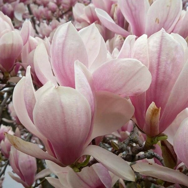 Magnolia × soulangeana ফুল