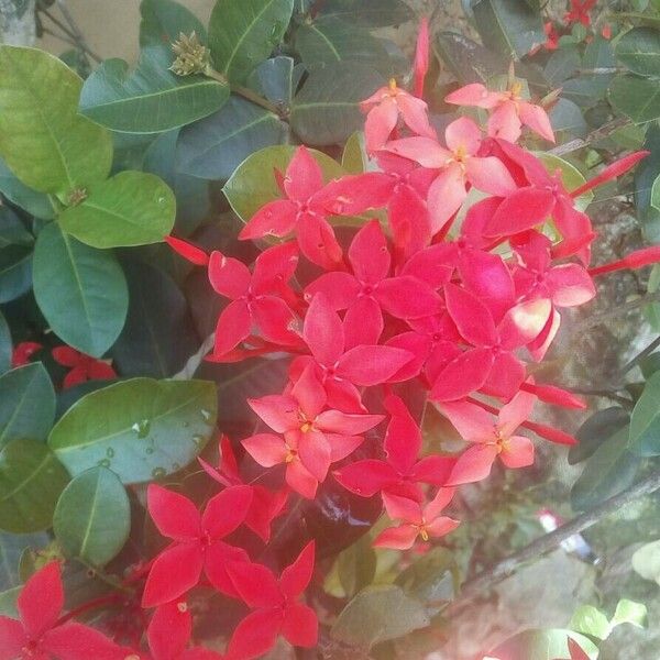 Ixora coccinea 花