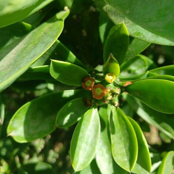 Euphorbia neriifolia Цветок