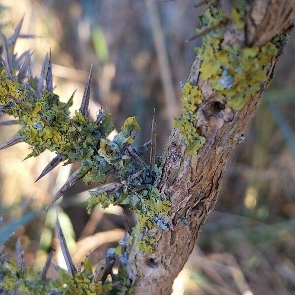 Ulex europaeus Kôra