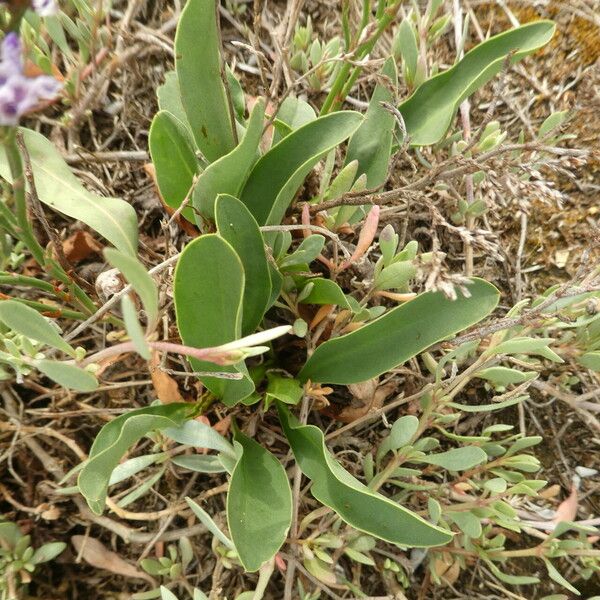 Limonium narbonense Yaprak