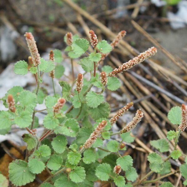 Acalypha monostachya Hábito