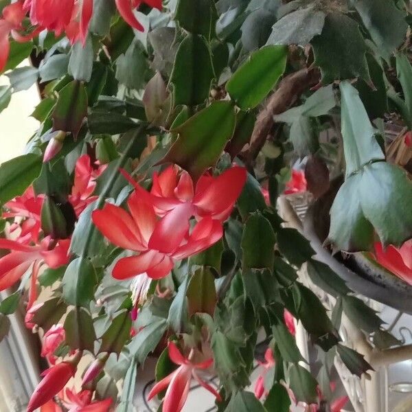 Schlumbergera truncata Yeri