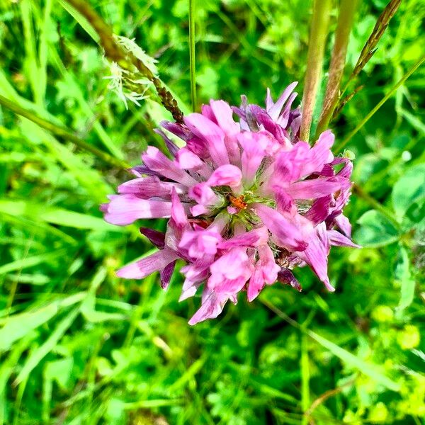 Trifolium medium Квітка