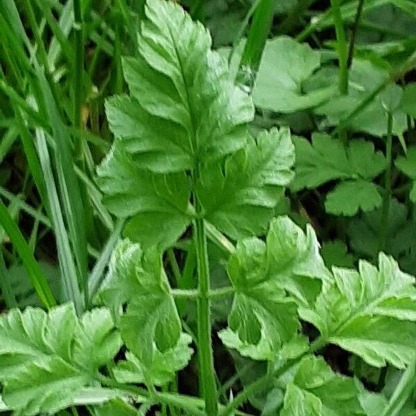 Chaerophyllum temulum Lehti