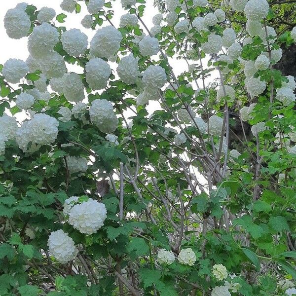 Viburnum macrocephalum ഇല