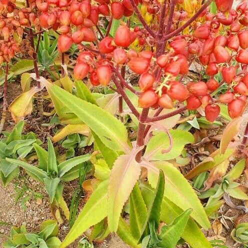 Bryophyllum pinnatum Fleur