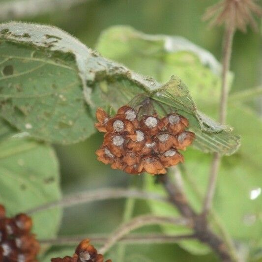 Dombeya pilosa Плод