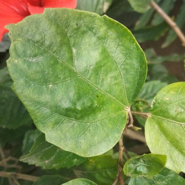 Hibiscus rosa-sinensis Blad