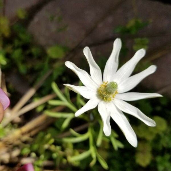 Anemone caroliniana Floro