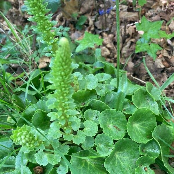 Umbilicus horizontalis Leaf