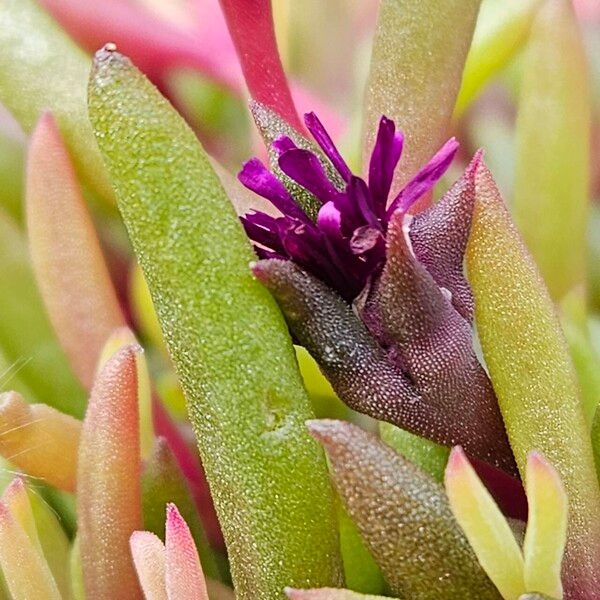 Delosperma cooperi Flor