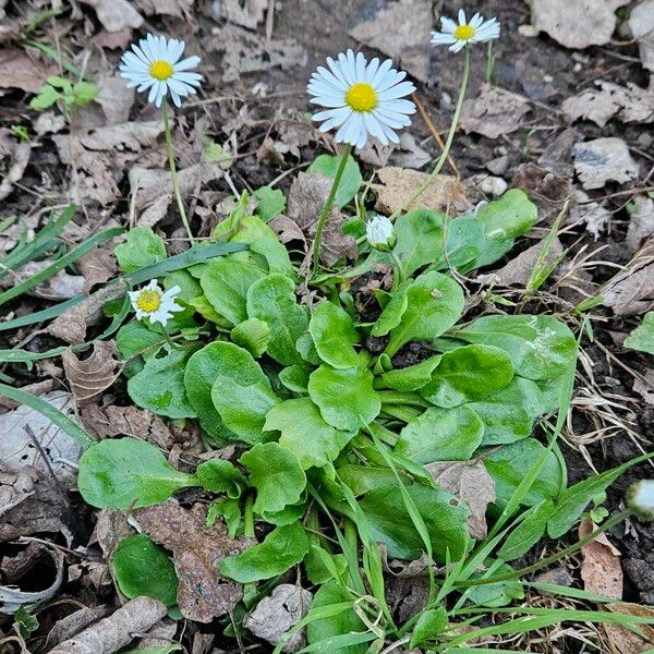 Bellis annua Hábitos