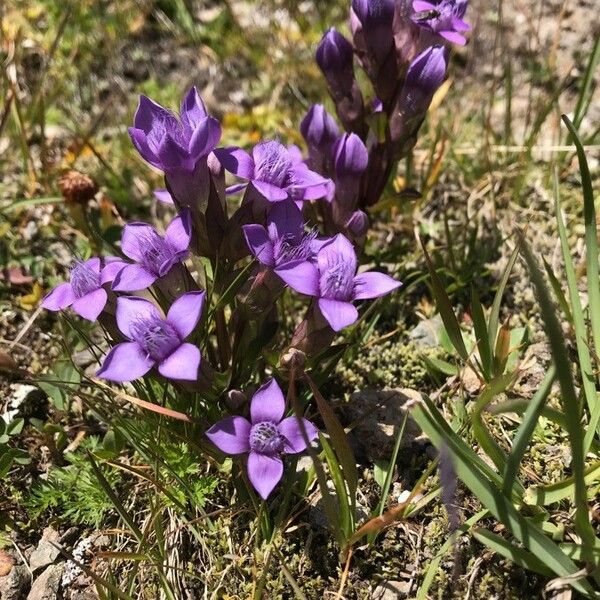 Gentianella ramosa Кветка