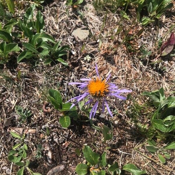 Aster alpinus Λουλούδι