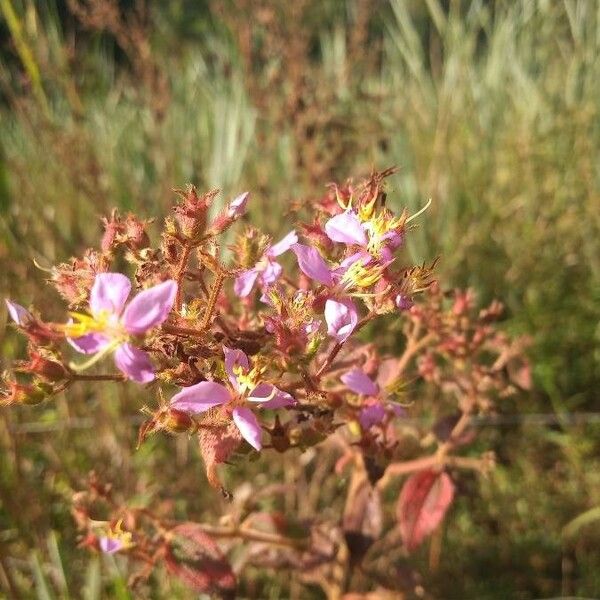 Rhexia virginica Flower