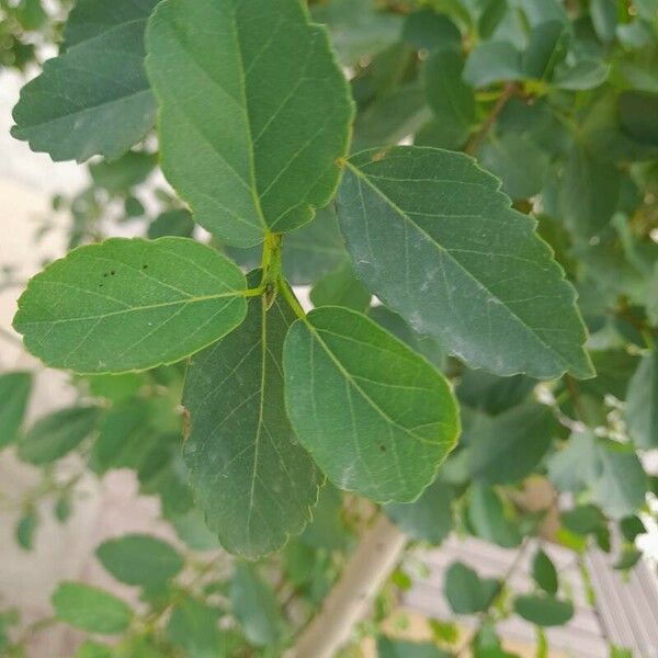 Cordia dichotoma Folha