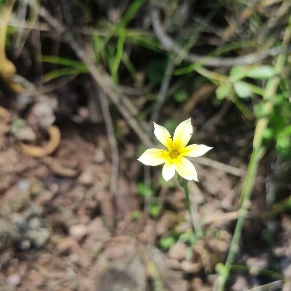 Sisyrinchium micranthum Flower