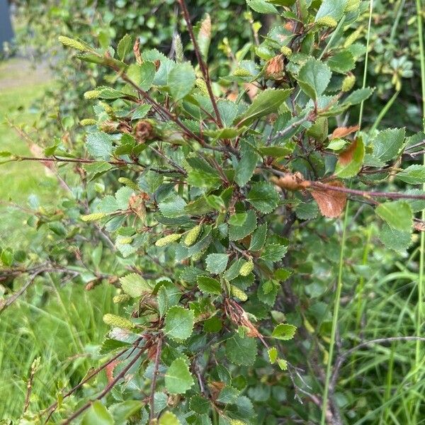 Betula humilis Flower