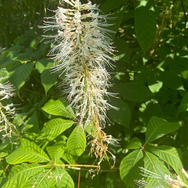 Aesculus parviflora Кветка