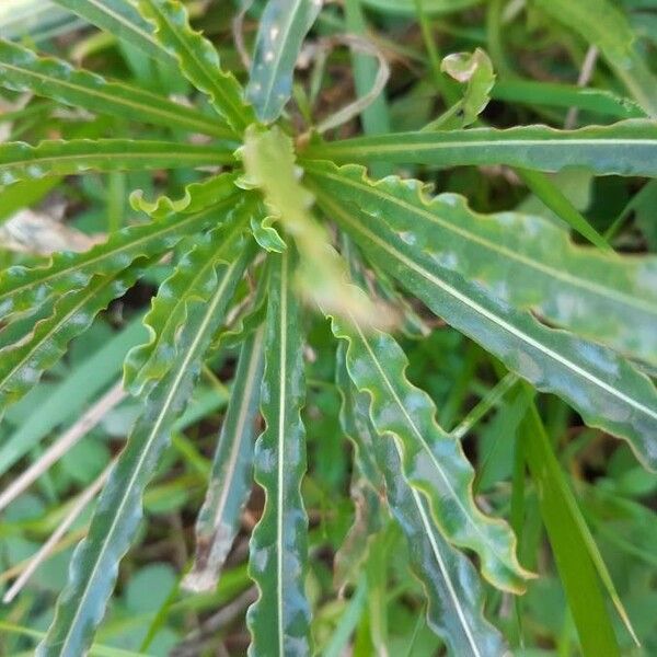 Reseda luteola Leaf