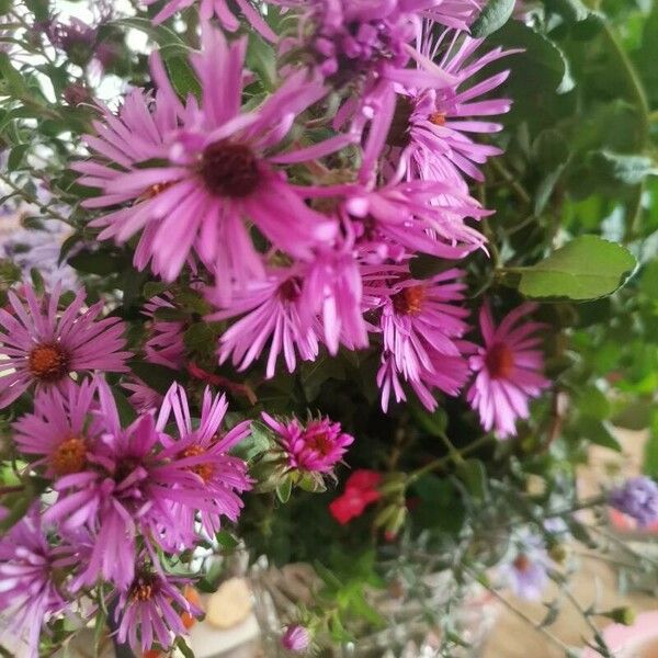 Symphyotrichum novae-angliae Floare