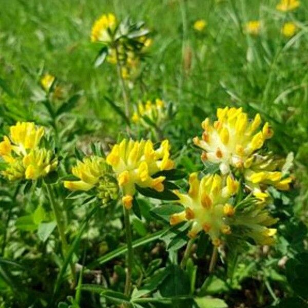 Anthyllis vulneraria Flower