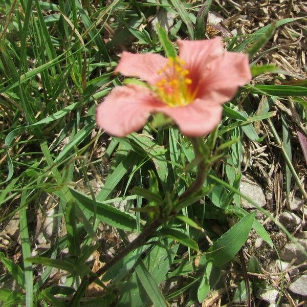 Sida ciliaris Flor