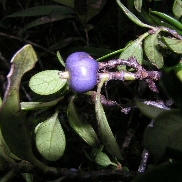 Psychotria pseudomicrodaphne Vaisius