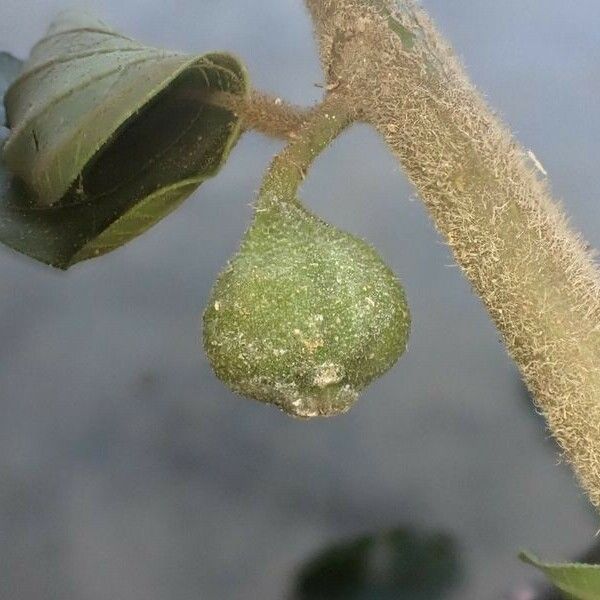 Ficus asperifolia Froito