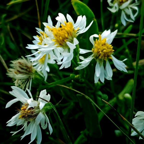 Tripolium pannonicum Blomst