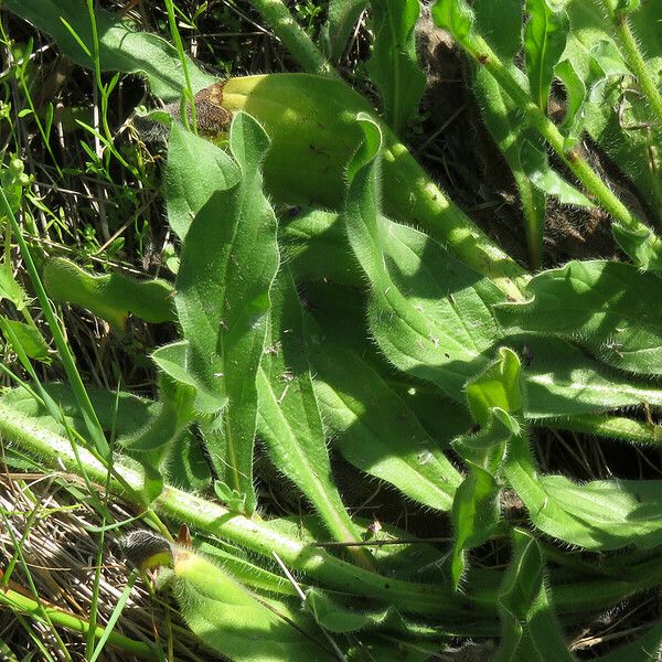 Echium plantagineum Hoja