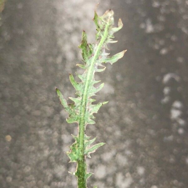 Crepis vesicaria Lehti