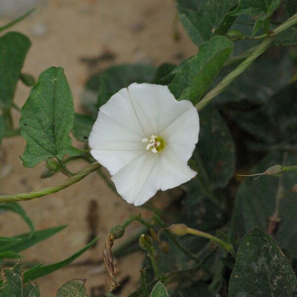 Convolvulus arvensis 花