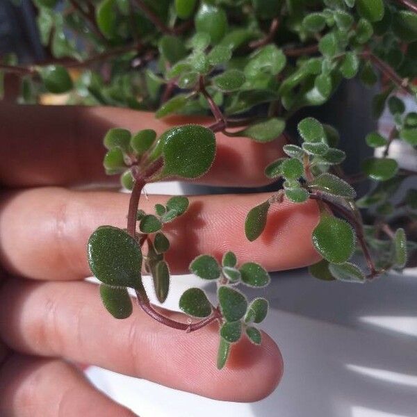 Crassula expansa ഇല