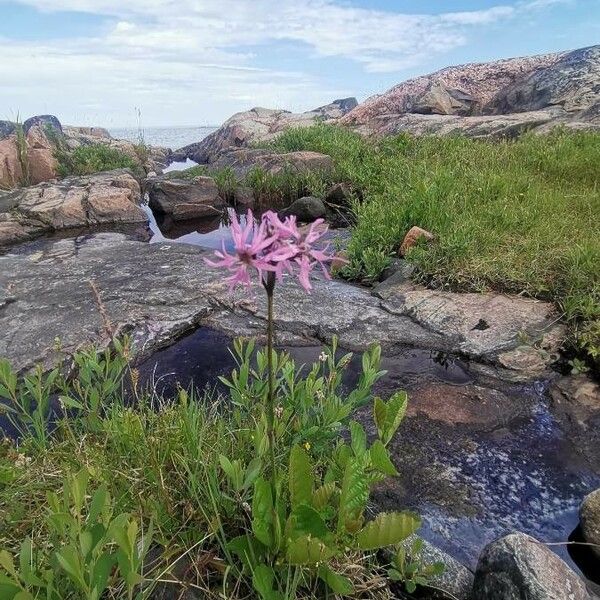 Lychnis flos-cuculi Flower