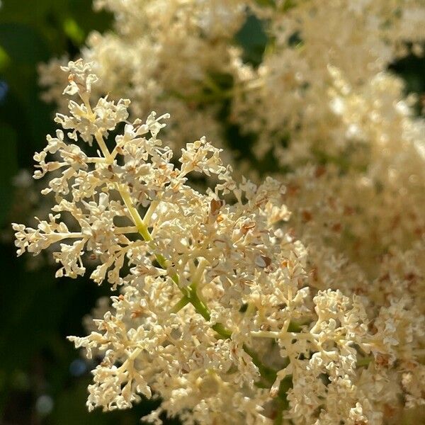 Syringa reticulata 花