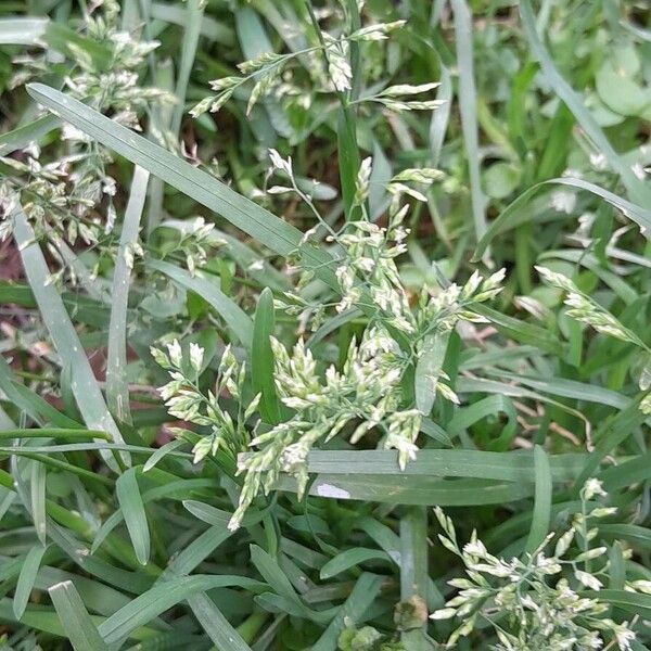 Poa annua Hábito