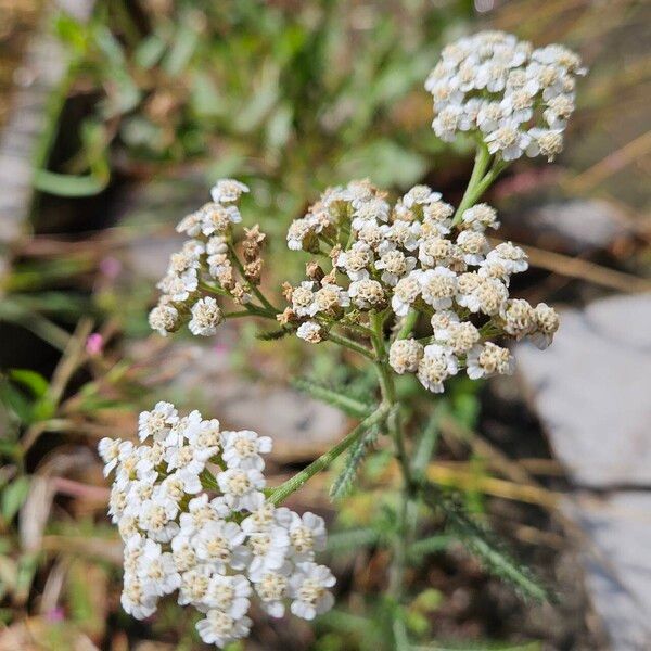 Achillea nobilis Blomst