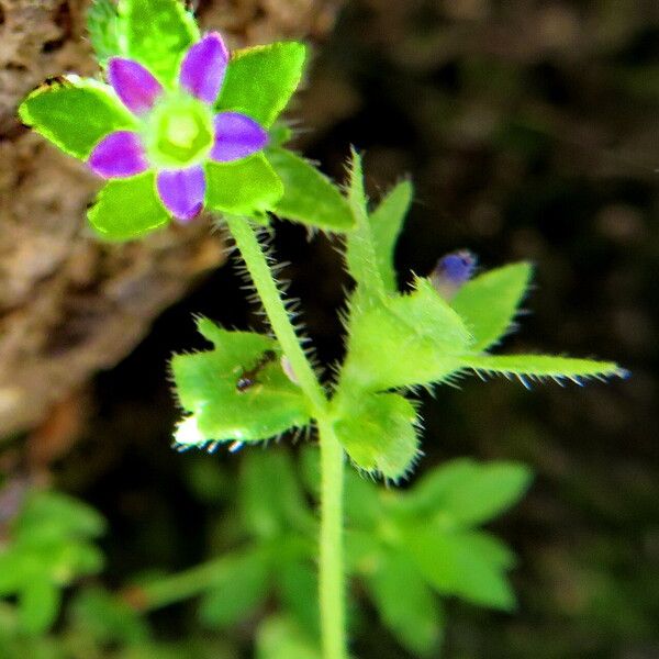 Campanula erinus Lorea