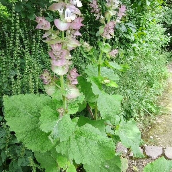 Salvia sclarea Habit