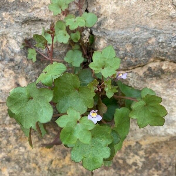 Cymbalaria muralis 葉