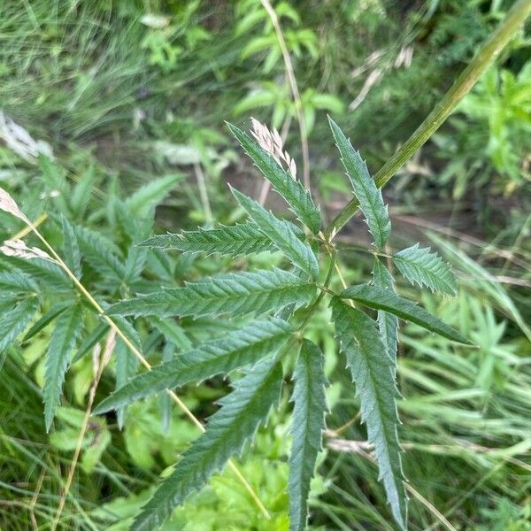 Cicuta maculata Leaf