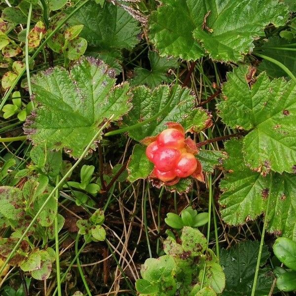 Rubus chamaemorus Hoja