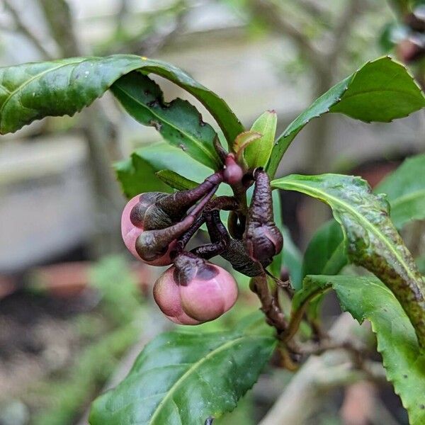 Camellia sinensis Sonstige