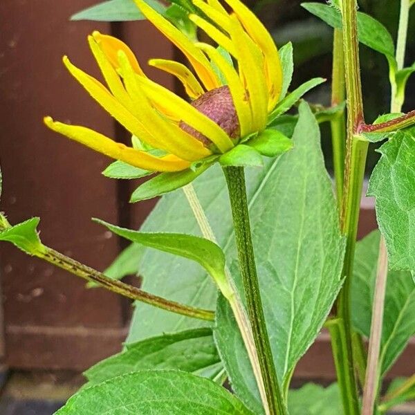 Rudbeckia fulgida Habit