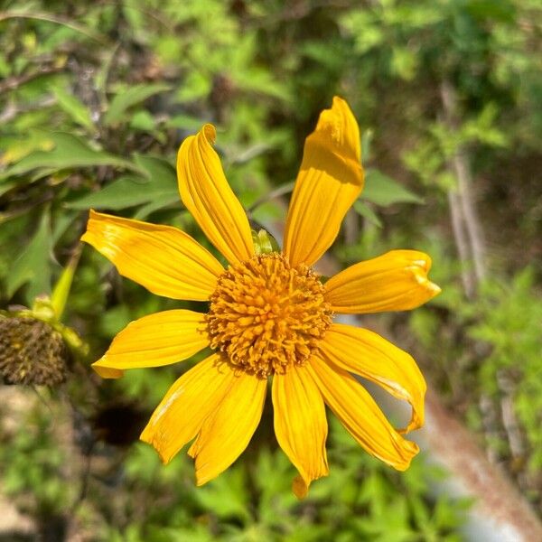 Tithonia diversifolia ᱵᱟᱦᱟ