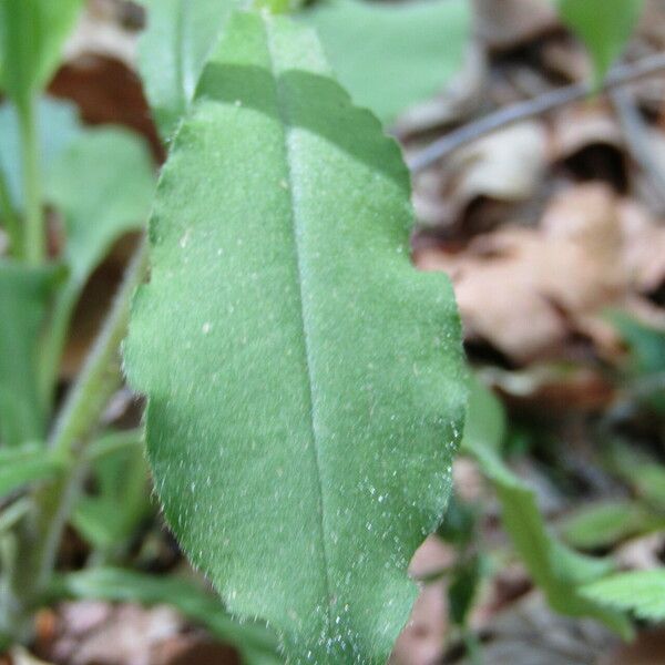 Pulmonaria rubra Leaf